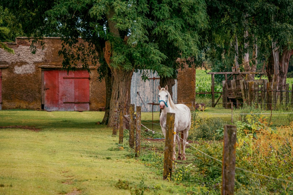 5 Amazon finds that Fix Small Annoying Problems at the&nbsp;Barn